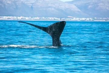 Whale tale in the ocean in Hermanus of South Africa