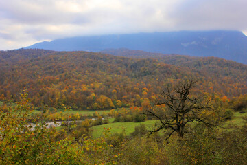 Beautiful autumn forest in the mountains.