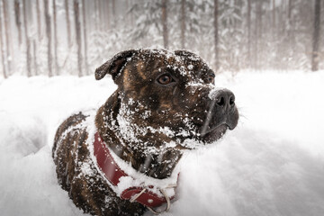 Purebred Staffordshire Bull Terrier in the forest, in a deep snowdrift. Large fluffy snow falls from the sky. The dog has a whole face in the snow