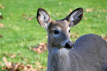 deer in the woods
