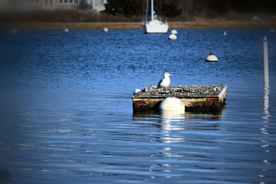 Seagull in the wayer