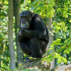 Menschenaffen (Hominidae) - Ein männlicher Schimpanse (Pan troglodytes) auf einem Holzstamm