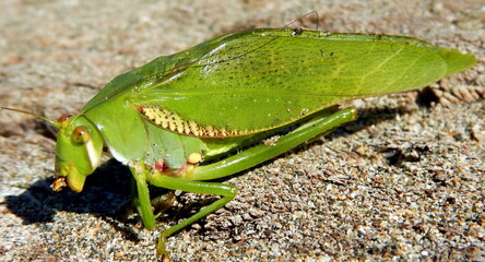 Costa Rica pacific sea life/underwater