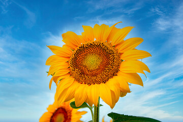 Sunflower hat on a field where high-oleic culture is grown to produce vegetable oil against a blue...