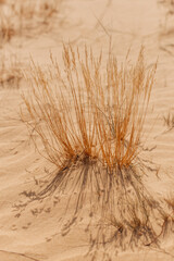 Obraz premium Desert landscape, dry grass and yellow sand