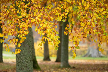 Autumn pictures from Tullgarn; Sweden 2020.