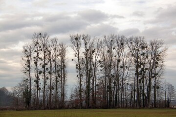 Bäume mit Misteln im Winter