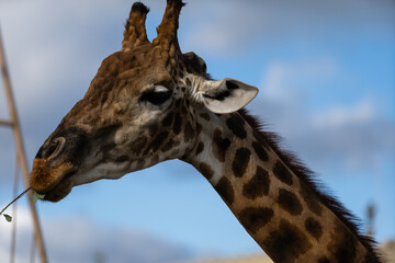 Portrait of a curious giraffe (Giraffa camelopardalis) over blue sky with white clouds in wildlife sanctuary near Toronto, Canada