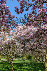 Fototapeta premium Magnolien im Frühling