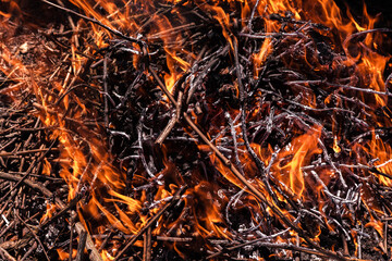 red flames close-up.