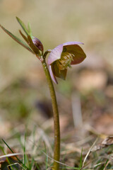 Purple wildflower in nature. Hellebore macro details close up.