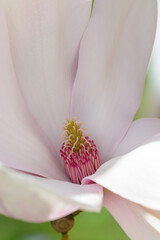 Obraz premium Magnolien im Frühling