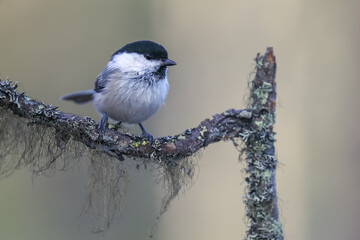 Willow tit