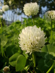 シロツメクサの白い花