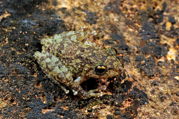 Halliday's Shrub Frog // Halliday Ruderfrosch (Pseudophilautus cf. hallidayi) Sri Lanka © bennytrapp