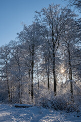 Fototapeta na wymiar View towards snow-covered trees in the backlight in the Taunus / Germany 
