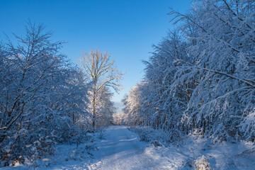 Fototapeta premium View along a forest path in a snow-covered winter landscape in the Taunus / Germany 