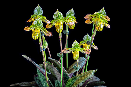 Orchid Paphiopedilum venustum x sib fma. album 'Green Zebra' x 'Orange Cat' with eight flowers
P

