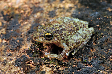Halliday's Shrub Frog // Halliday Ruderfrosch (Pseudophilautus cf. hallidayi) Sri Lanka