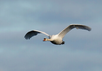 The mute swan (Cygnus olor) is a species of swan and a member of the waterfowl family Anatidae.