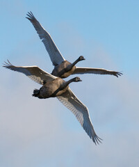 Young almost adults Mute swans fly training over the lake one autumn day in Sweden. (Cygnus Olor).