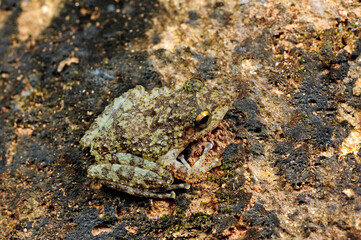 Halliday's Shrub Frog // Halliday Ruderfrosch (Pseudophilautus cf. hallidayi) Sri Lanka