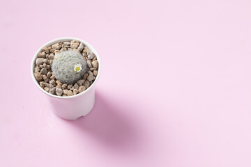 Mammillaria plumosa Cactus