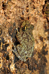 Halliday's Shrub Frog // Halliday Ruderfrosch (Pseudophilautus cf. hallidayi) Sri Lanka © bennytrapp