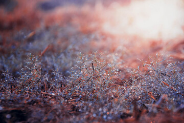 close up of red moss
