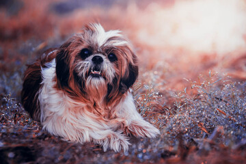 shih tzu puppy