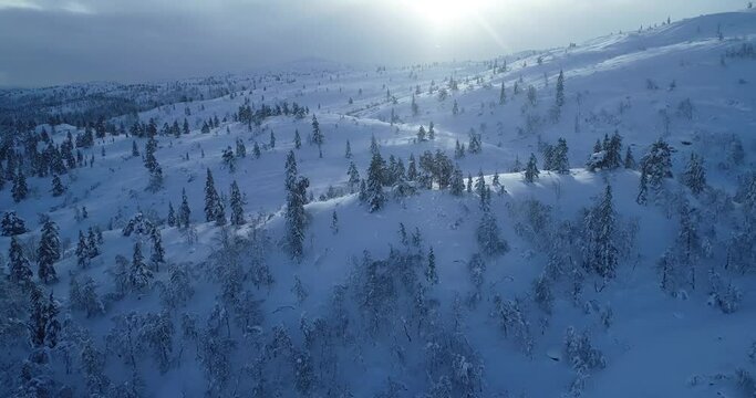 Epic drone aerial footage of mountains in Norway. Forest covered with snow. Blue hour in winter time.