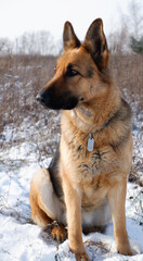 German shepherd dog sitting on white snow in a field.