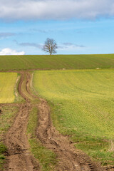 Un chemin de champs au début du printemps