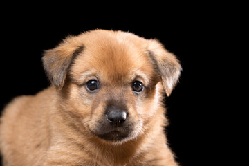 Portrait of a beautiful puppy on a black background. Horizontally framed shot.