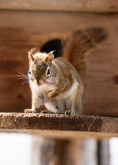 American red squirrel Tamiasciurus hudsonicus resting on wooden board, closeup detail