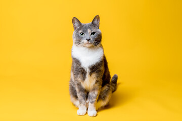 The cat sits calmly and looks confidently at the camera, isolated on a yellow background. Portrait...