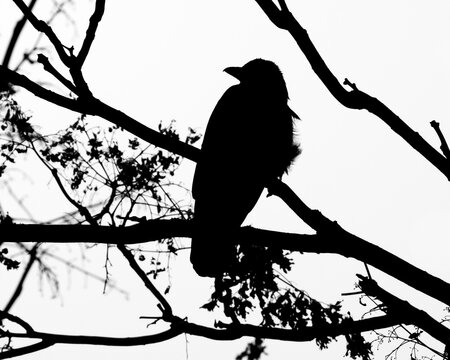 Black silhouette of raven perching on tree branches, black white picture