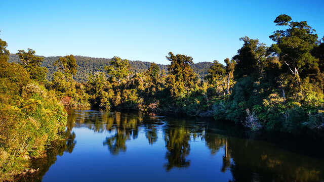new zealand djungle