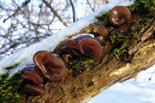 Forest mushrooms - edible mushroom Auricularia auricula-judae (Latin for 'Judas's Ear'), known as the Jew's ear, (black) wood ear, jelly ear, pepeao