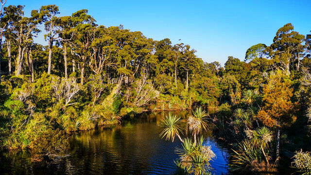 new zealand djungle