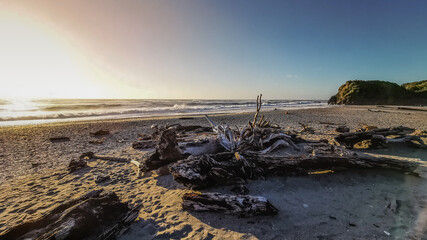 sea driftwood 