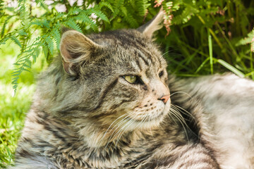 Naklejka na ściany i meble Maine Coon cat with green eyes laying on lawn