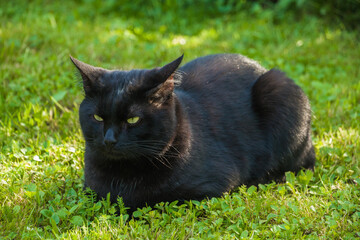 Naklejka na ściany i meble Black cat with green eyes laying on lawn