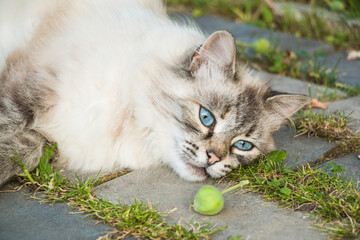 Neva Masquerade cat with big blue eyes laying on walkway - 408802855
