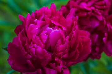 Big red peony flowers with green leaves in garden - 408802861