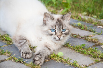 Neva Masquerade cat with big blue eyes laying on walkway - 408802891