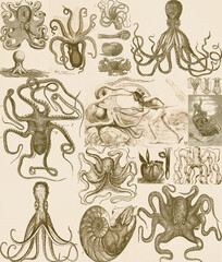 Background composed of images of vintage octopuses. Ancient cephalopod drawings 