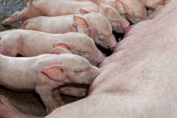 A newborn piglet is sucking milk from a mother pig.