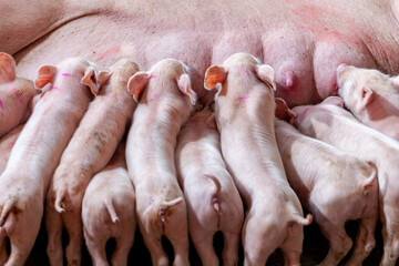 A newborn piglet is sucking milk from a mother pig.