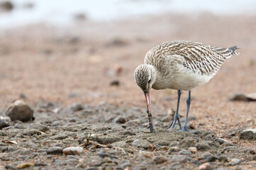 Bar-tailed Godwit